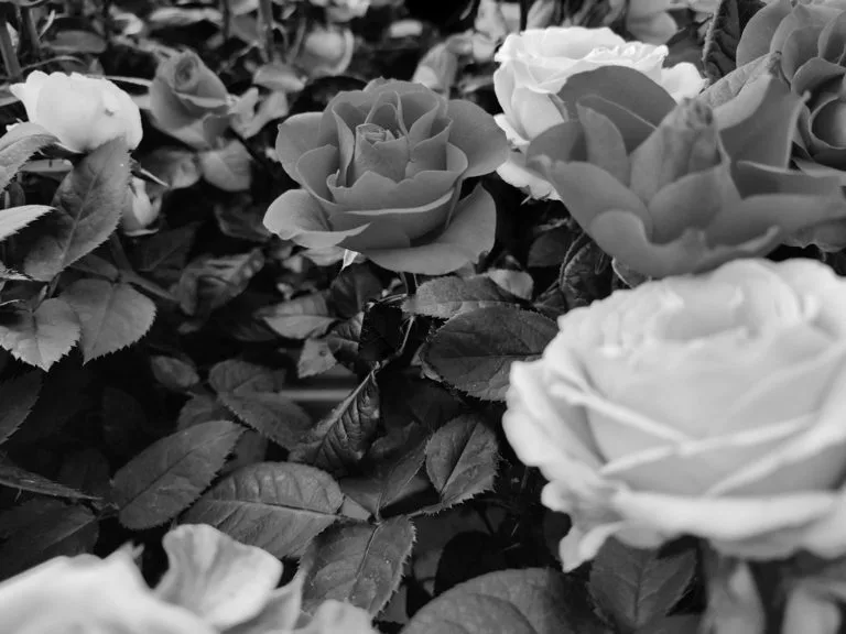 Fleurs en noir et blanc pour illustrer